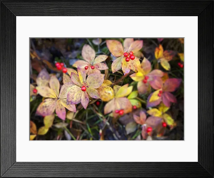 Framed Print : North America; USA; Alaska; Thompson Pass; Autumn Color in the Bunchberries