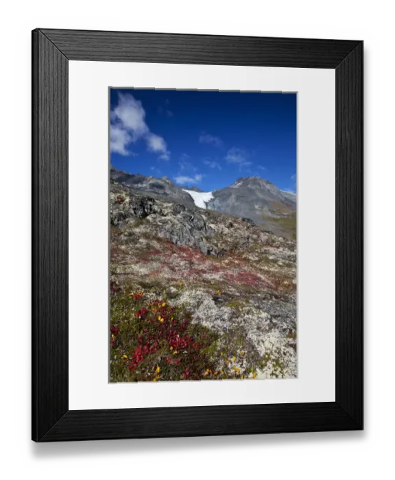 Framed Print : North America; USA; Alaska; Autumn Color along the Glennallen Highway