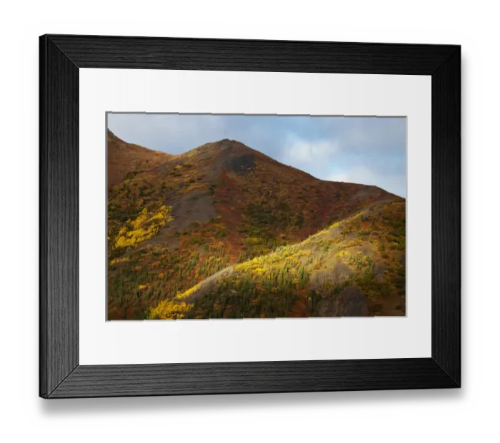 Framed Print : North America; USA; Alaska; Autum Color in Denali National Park National Park
