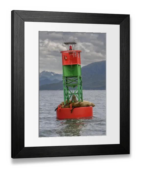 Framed Print : Seals resting on buoy. Juneau. Alaska Framed Print : Seals resting on buoy. Juneau. Alaska