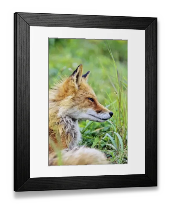 Framed Print : Red Fox (Vulpes vulpes) portrait, Alaska. America, North America, USA, Alaska, July Framed Print : Red Fox (Vulpes vulpes) portrait, Alaska. America, North America, USA, Alaska, July