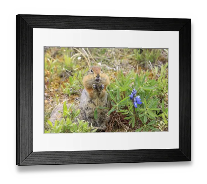 Framed Print : Arctic Ground Squirrel. Along Kongakut River. Arctic National Wildlife Refuge. Alaska Framed Print : Arctic Ground Squirrel. Along Kongakut River. Arctic National Wildlife Refuge. Alaska