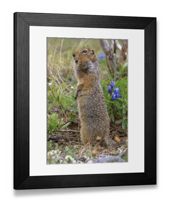 Framed Print : Arctic Ground Squirrel. Along Kongakut River. Arctic National Wildlife Refuge. Alaska