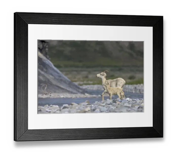 Framed Print : Mountain Goats. Along Kongakut River. Arctic National Wildlife Refuge. Alaska Framed Print : Mountain Goats. Along Kongakut River. Arctic National Wildlife Refuge. Alaska