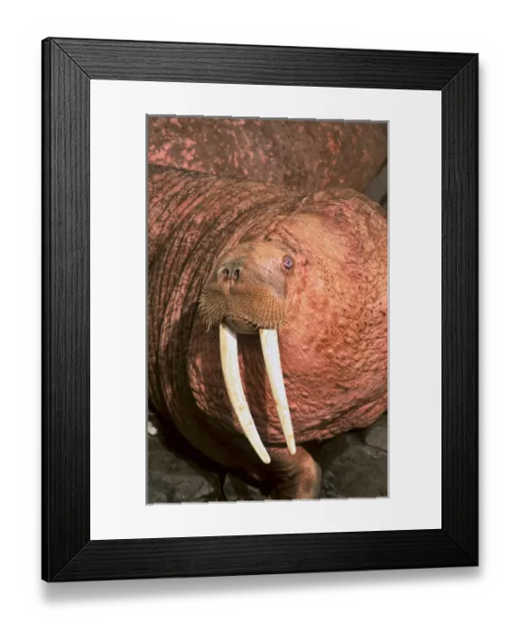 Framed Print : Pacific Walrus (Odobenus rosmarus divergens). Round Island, Alaska, USA, North America Framed Print : Pacific Walrus (Odobenus rosmarus divergens). Round Island, Alaska, USA, North America
