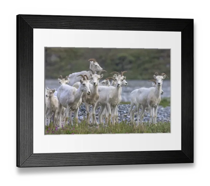 Framed Print : Mountain Goats. Along Kongakut River. Arctic National Wildlife Refuge. Alaska Framed Print : Mountain Goats. Along Kongakut River. Arctic National Wildlife Refuge. Alaska