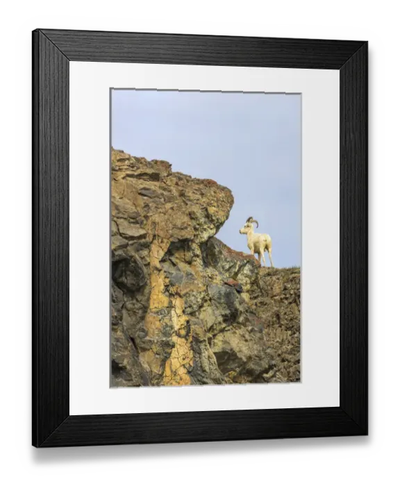 Framed Print : Mountain Goats. Along Kongakut River. Arctic National Wildlife Refuge. Alaska Framed Print : Mountain Goats. Along Kongakut River. Arctic National Wildlife Refuge. Alaska