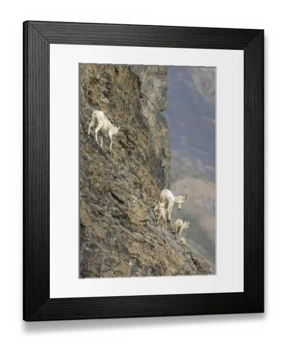 Framed Print : Mountain Goats. Along Kongakut River. Arctic National Wildlife Refuge. Alaska Framed Print : Mountain Goats. Along Kongakut River. Arctic National Wildlife Refuge. Alaska