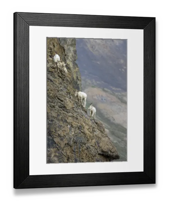 Framed Print : Mountain Goats. Along Kongakut River. Arctic National Wildlife Refuge. Alaska Framed Print : Mountain Goats. Along Kongakut River. Arctic National Wildlife Refuge. Alaska