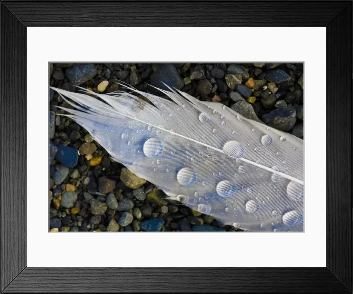 Framed Print : Feather on beach. Lands End. Homer. Alaska Framed Print : Feather on beach. Lands End. Homer. Alaska