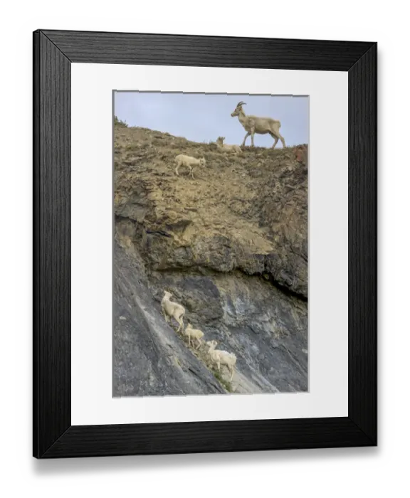 Framed Print : Mountain Goats. Along Kongakut River. Arctic National Wildlife Refuge. Alaska Framed Print : Mountain Goats. Along Kongakut River. Arctic National Wildlife Refuge. Alaska