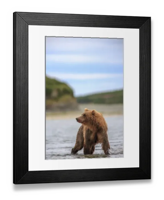 Framed Print : Grizzly Bears. Also called Brown Bears. McNeil River State Game Sanctuary and refuge Framed Print : Grizzly Bears. Also called Brown Bears. McNeil River State Game Sanctuary and refuge