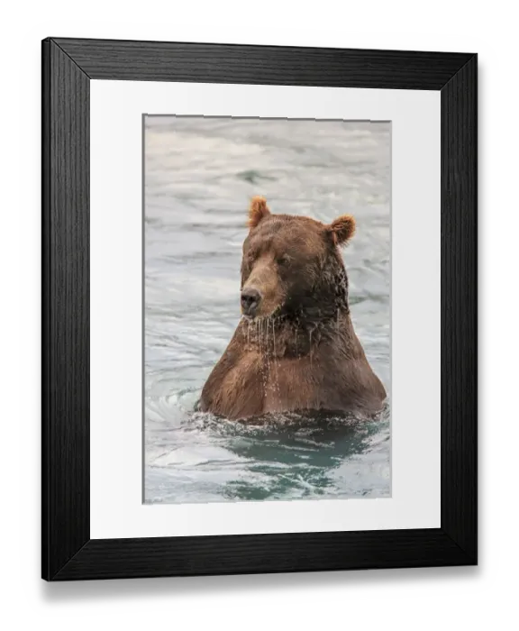 Framed Print : Grizzly Bears. Also called Brown Bears. McNeil River State Game Sanctuary and refuge Framed Print : Grizzly Bears. Also called Brown Bears. McNeil River State Game Sanctuary and refuge