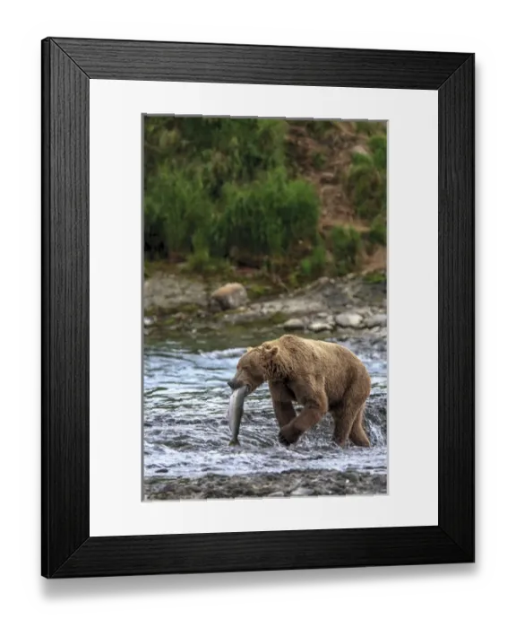 Framed Print : Grizzly Bears. Also called Brown Bears. McNeil River State Game Sanctuary and refuge Framed Print : Grizzly Bears. Also called Brown Bears. McNeil River State Game Sanctuary and refuge