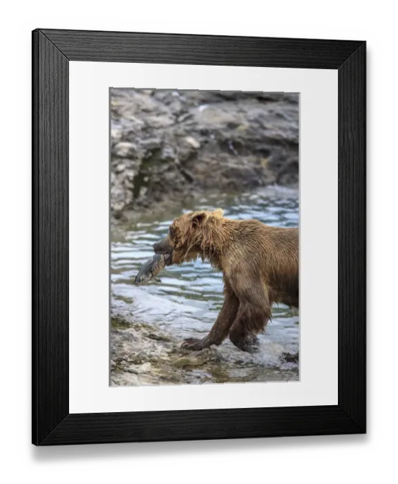 Framed Print : Grizzly Bears. Also called Brown Bears. McNeil River State Game Sanctuary and refuge Framed Print : Grizzly Bears. Also called Brown Bears. McNeil River State Game Sanctuary and refuge