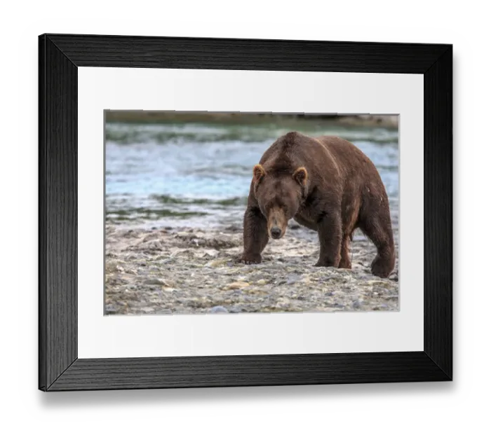 Framed Print : Grizzly Bears. Also called Brown Bears. McNeil River State Game Sanctuary and refuge Framed Print : Grizzly Bears. Also called Brown Bears. McNeil River State Game Sanctuary and refuge