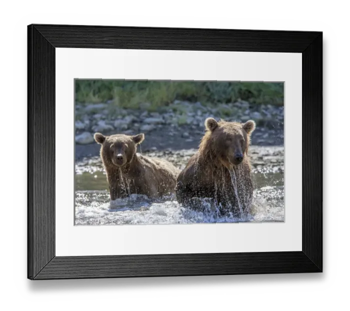 Framed Print : Grizzly Bears. Also called Brown Bears. McNeil River State Game Sanctuary and refuge