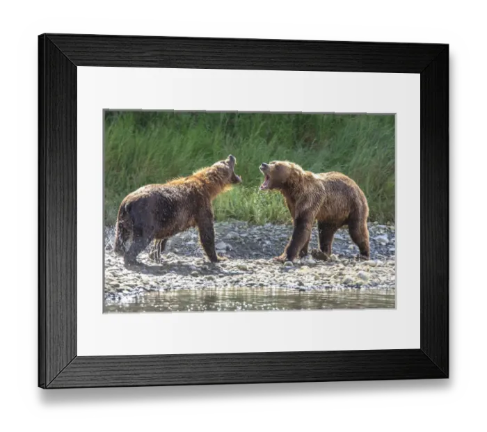 Framed Print : Grizzly Bears. Also called Brown Bears. McNeil River State Game Sanctuary and refuge Framed Print : Grizzly Bears. Also called Brown Bears. McNeil River State Game Sanctuary and refuge