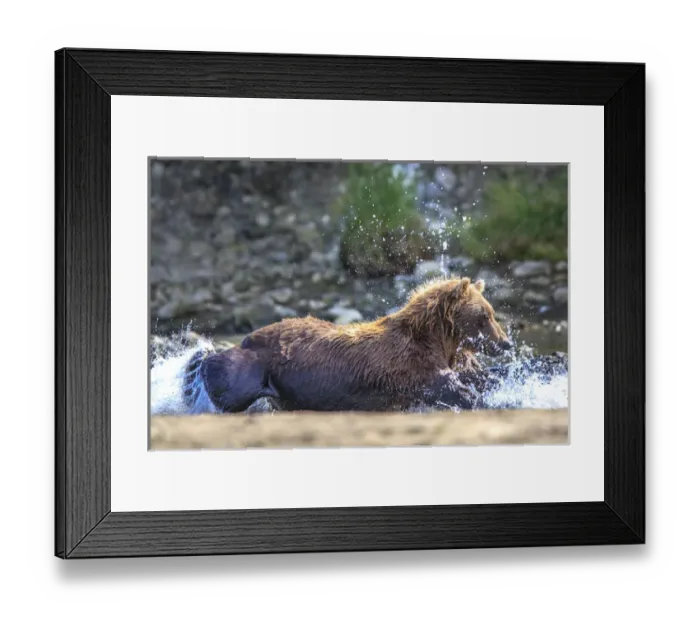 Framed Print : Grizzly Bears. Also called Brown Bears. McNeil River State Game Sanctuary and refuge