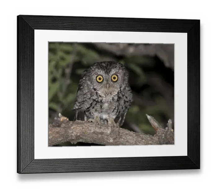 Framed Print : USA, Arizona, Amado, Madera Canyon. Close-up of whiskered screech owl. Credit as Framed Print : USA, Arizona, Amado, Madera Canyon. Close-up of whiskered screech owl. Credit as