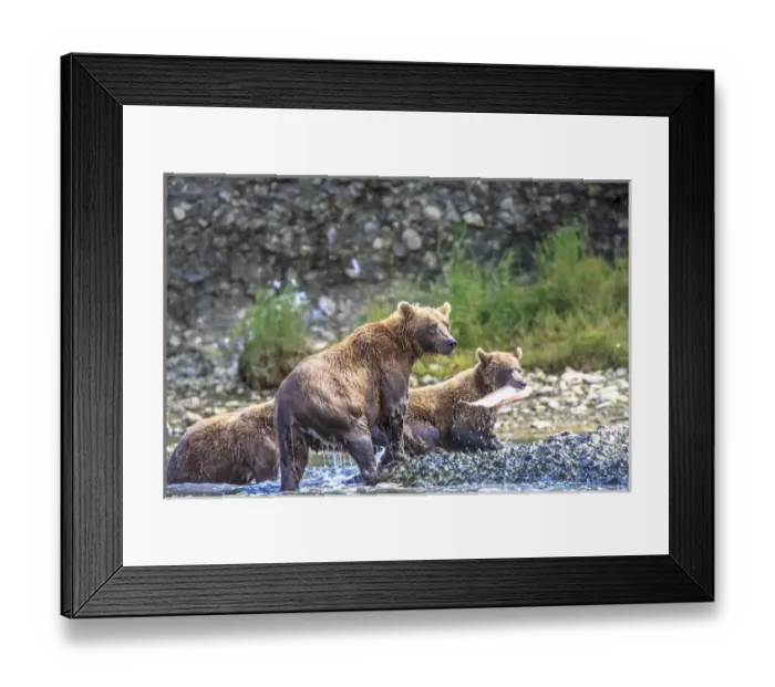 Framed Print : Grizzly Bears. Also called Brown Bears. McNeil River State Game Sanctuary and refuge