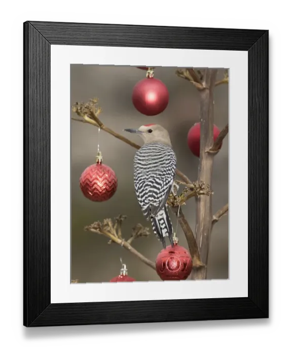Framed Print : USA, Arizona, Buckeye. Male gila woodpecker on decorated stalk at Christmas time