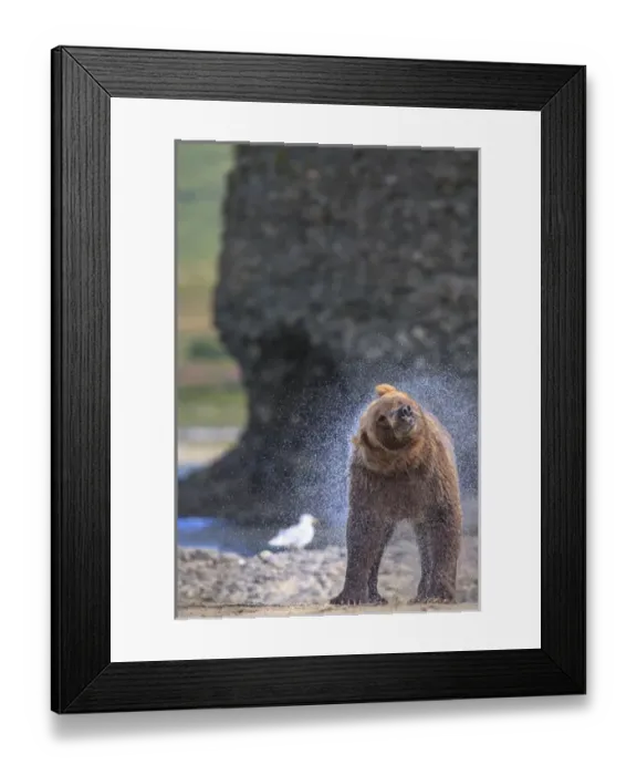 Framed Print : Grizzly Bears. Also called Brown Bears. McNeil River State Game Sanctuary and refuge