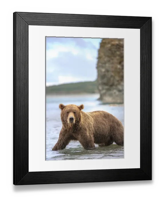 Framed Print : Grizzly Bears. Also called Brown Bears. McNeil River State Game Sanctuary and refuge