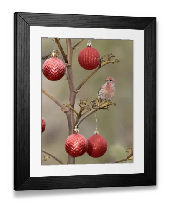 Framed Print : USA, Arizona, Buckeye. Male house finch perched on decorated agave stalk at Christmas time