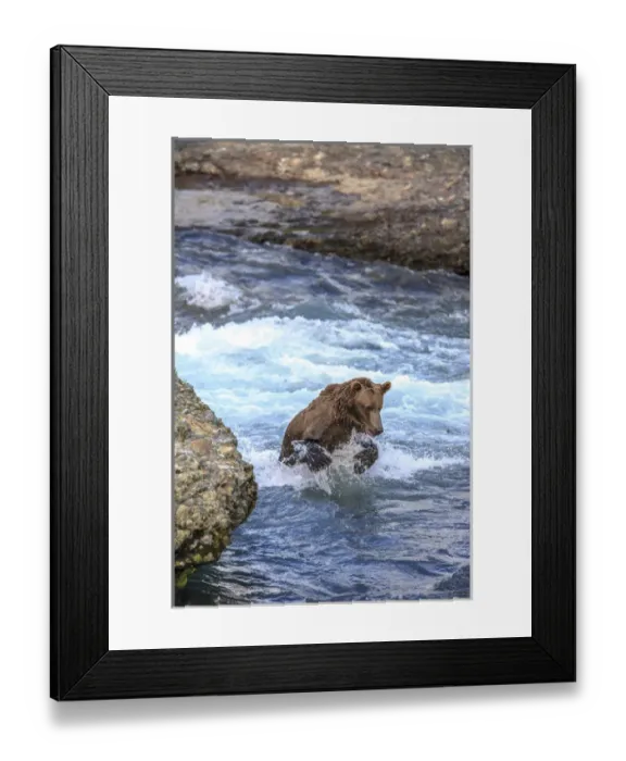 Framed Print : Grizzly Bears. Also called Brown Bears. McNeil River State Game Sanctuary and refuge