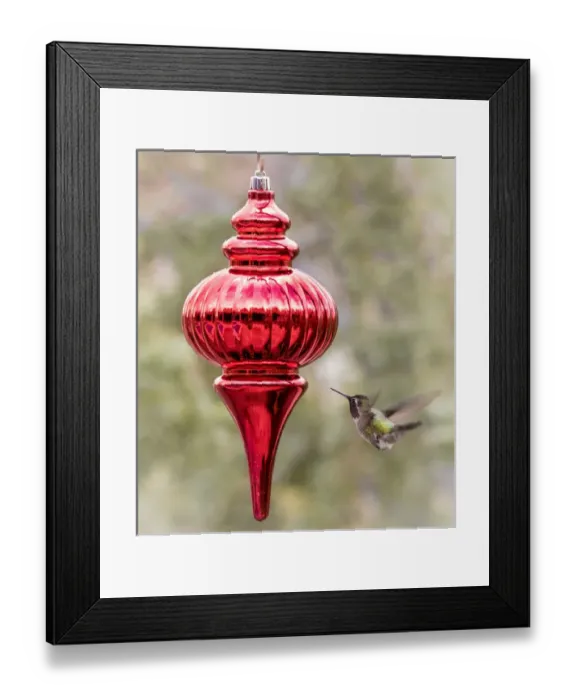 Framed Print : USA, Arizona, Buckeye. Male Annas hummingbird inspects red Christmas ornament
