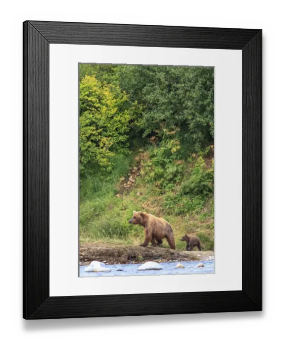 Framed Print : Grizzly Bears. Also called Brown Bears. McNeil River State Game Sanctuary and refuge Framed Print : Grizzly Bears. Also called Brown Bears. McNeil River State Game Sanctuary and refuge