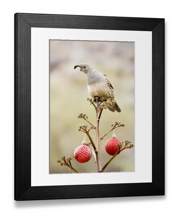 Framed Print : USA, Arizona, Buckeye. Gambels quail atop a decorated agave stalk at Christmas time