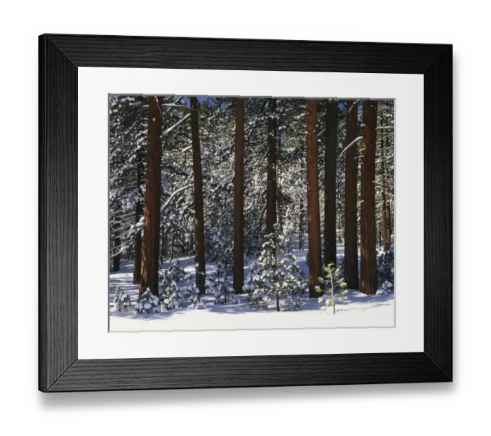 Framed Print : USA, California, Inyo National Forest, Pine covered with snow Framed Print : USA, California, Inyo National Forest, Pine covered with snow