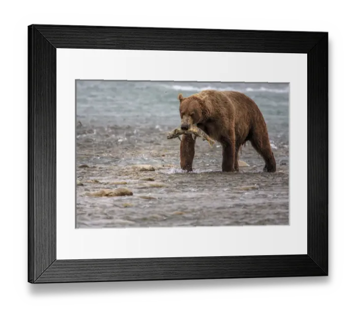 Framed Print : Grizzly Bears. Also called Brown Bears. McNeil River State Game Sanctuary and refuge