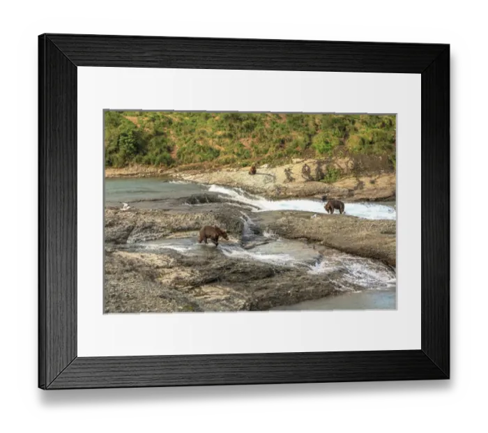 Framed Print : Grizzly Bears. Also called Brown Bears. McNeil River State Game Sanctuary and refuge Framed Print : Grizzly Bears. Also called Brown Bears. McNeil River State Game Sanctuary and refuge