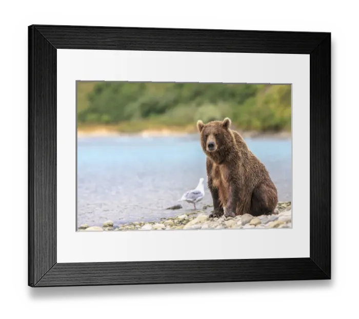 Framed Print : Grizzly Bears. Also called Brown Bears. McNeil River State Game Sanctuary and refuge