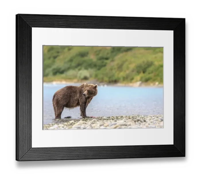 Framed Print : Grizzly Bears. Also called Brown Bears. McNeil River State Game Sanctuary and refuge