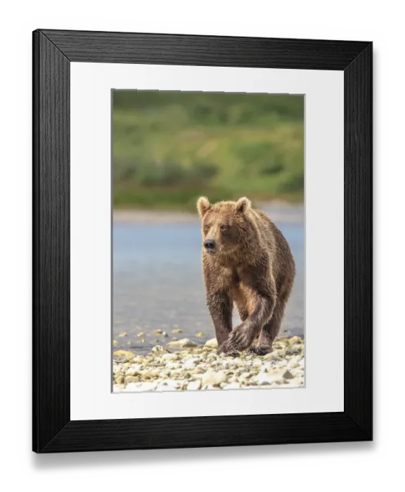 Framed Print : Grizzly Bears. Also called Brown Bears. McNeil River State Game Sanctuary and refuge
