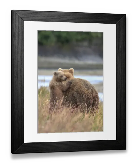 Framed Print : Grizzly Bears. Also called Brown Bears. McNeil River State Game Sanctuary and refuge