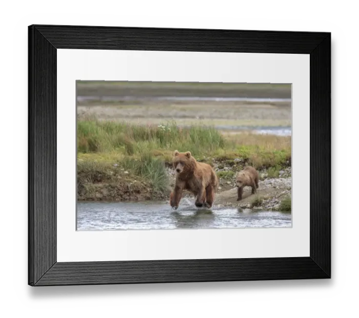 Framed Print : Grizzly Bears. Also called Brown Bears. McNeil River State Game Sanctuary and refuge Framed Print : Grizzly Bears. Also called Brown Bears. McNeil River State Game Sanctuary and refuge