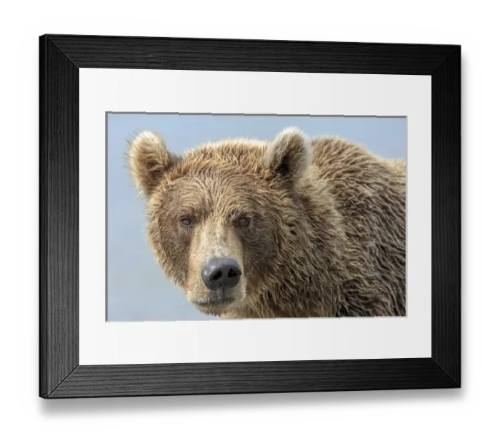 Framed Print : Grizzly Bears. Also called Brown Bears. McNeil River State Game Sanctuary and refuge