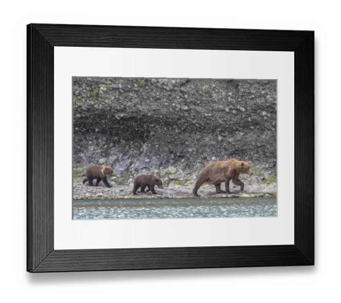Framed Print : Grizzly Bears. Also called Brown Bears. McNeil River State Game Sanctuary and refuge