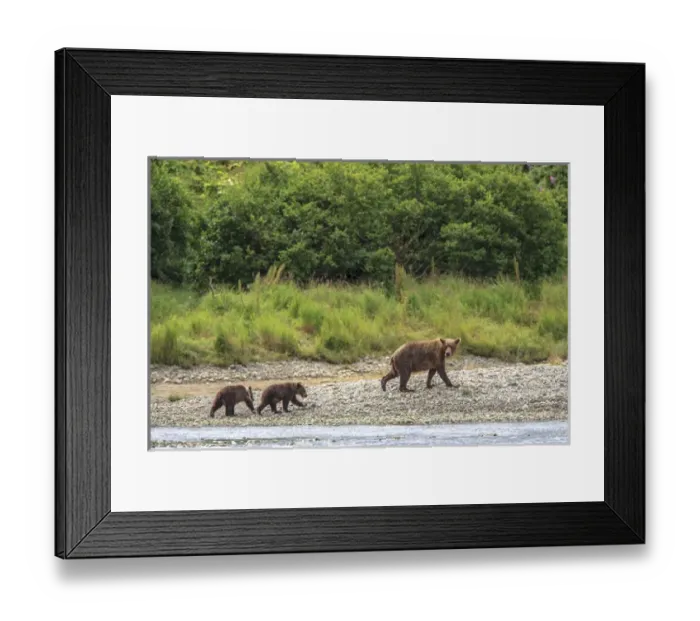 Framed Print : Grizzly Bears. Also called Brown Bears. McNeil River State Game Sanctuary and refuge Framed Print : Grizzly Bears. Also called Brown Bears. McNeil River State Game Sanctuary and refuge