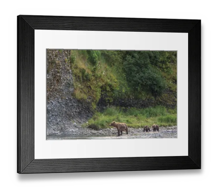 Framed Print : Grizzly Bears. Also called Brown Bears. McNeil River State Game Sanctuary and refuge