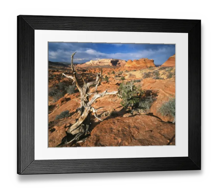 Framed Print : USA, Arizona, Paria Canyon, Coyote Buttes area, Twisted tree and sandstone formations