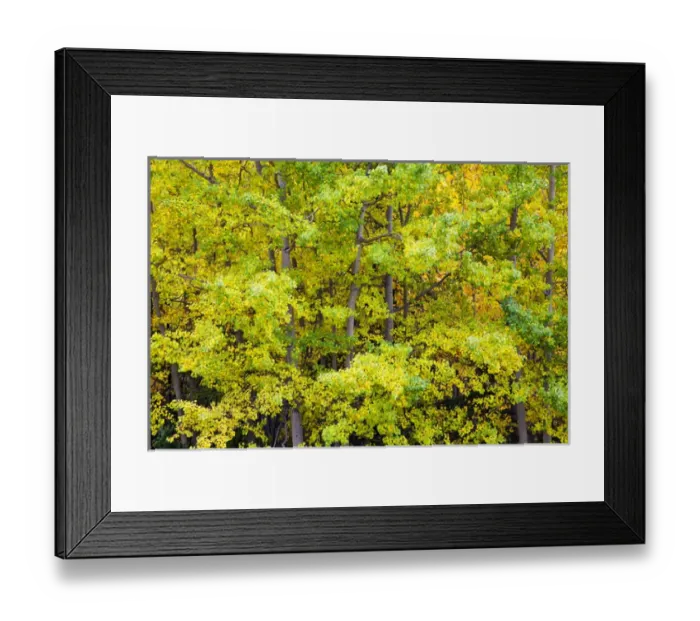 Framed Print : North America; USA; Alaska; Aspen Trees starting to change to Autumn Color