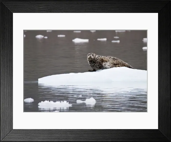 Framed Print : North America; USA; Alaska; Wrangell St Elias National Park; Spotted Harbor Seal Framed Print : North America; USA; Alaska; Wrangell St Elias National Park; Spotted Harbor Seal