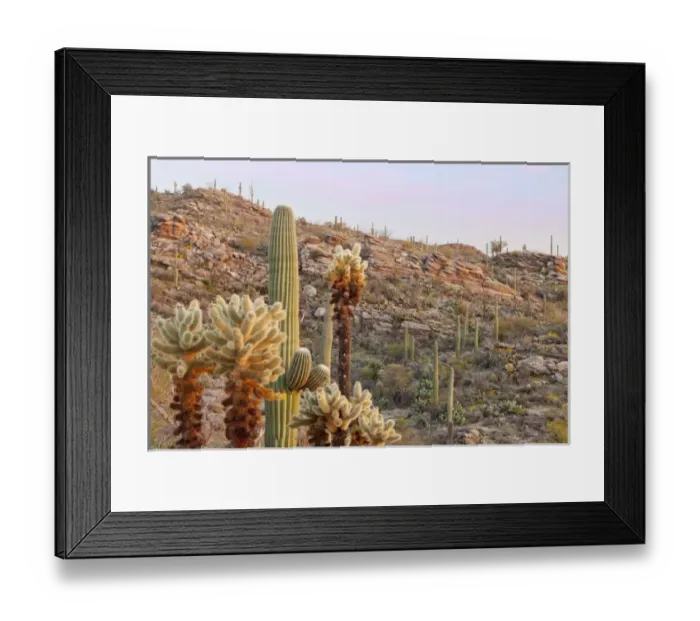 Framed Print : USA, Arizona, Tucson. Desert scenic in Saguaro National Park Framed Print : USA, Arizona, Tucson. Desert scenic in Saguaro National Park