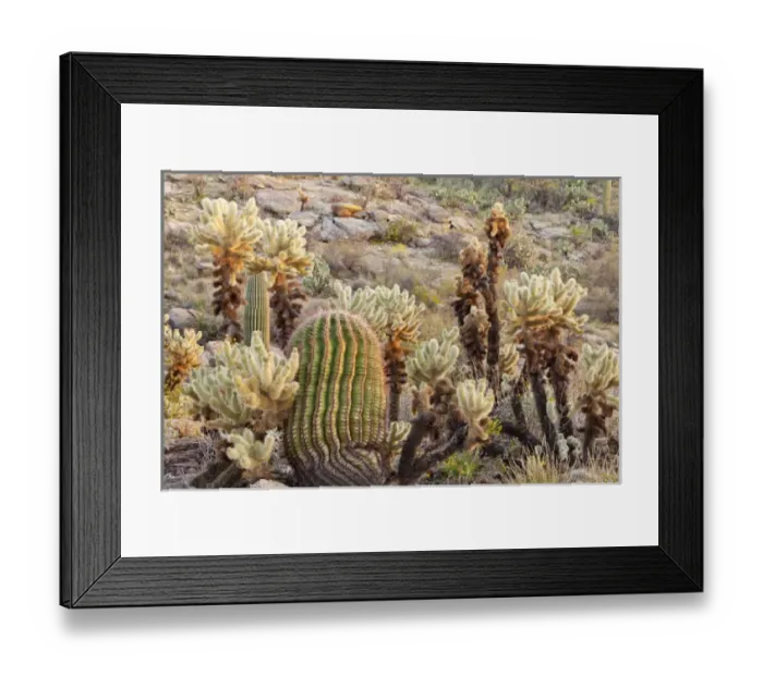 Framed Print : USA, Arizona, Tucson. Desert scenic in Saguaro National Park Framed Print : USA, Arizona, Tucson. Desert scenic in Saguaro National Park